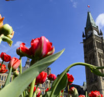Tulips bloom on Parliament Hill in Ottawa. Sean Kilpatrick/Canadian Press